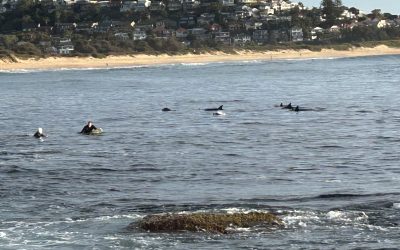 Guess What These Dolphins Did to Get Food