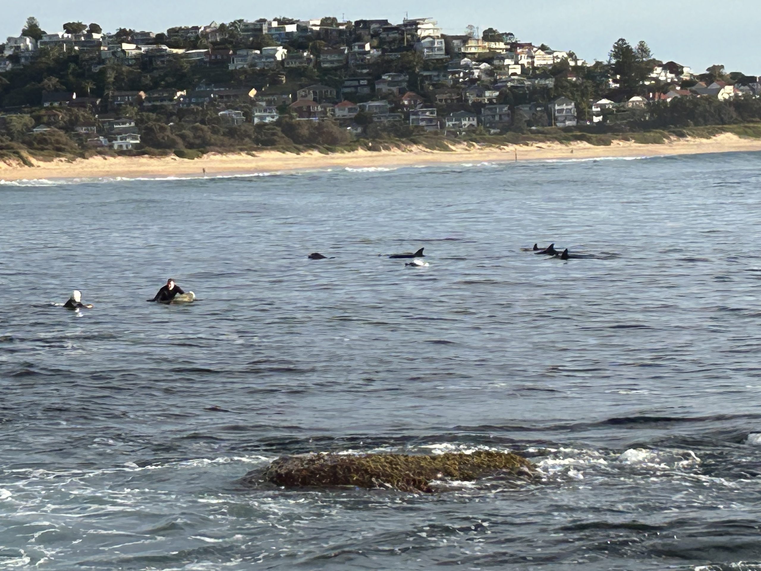 IMG_2926 Guess what these dolphins did to get food