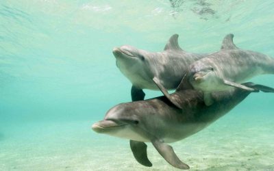 Guess What These Dolphins Did to Get Food