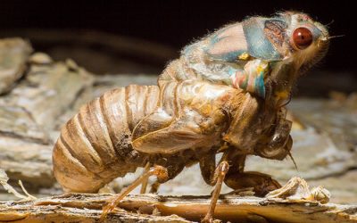 Caesarian Cicada
