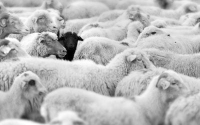 How to Think Like the Black Sheep